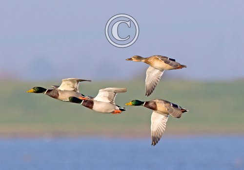 Mallard in Flight DM1652